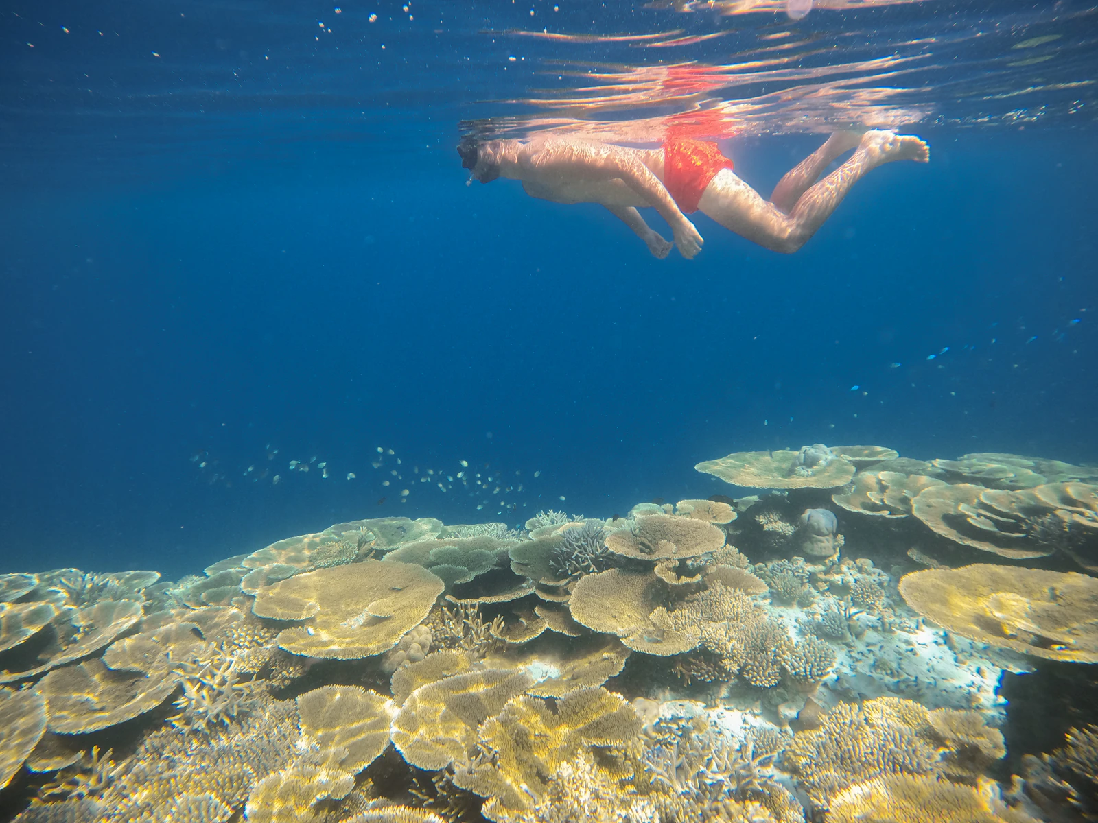 A snorkeler gliding above a coral garden in clear water off Ukulhas