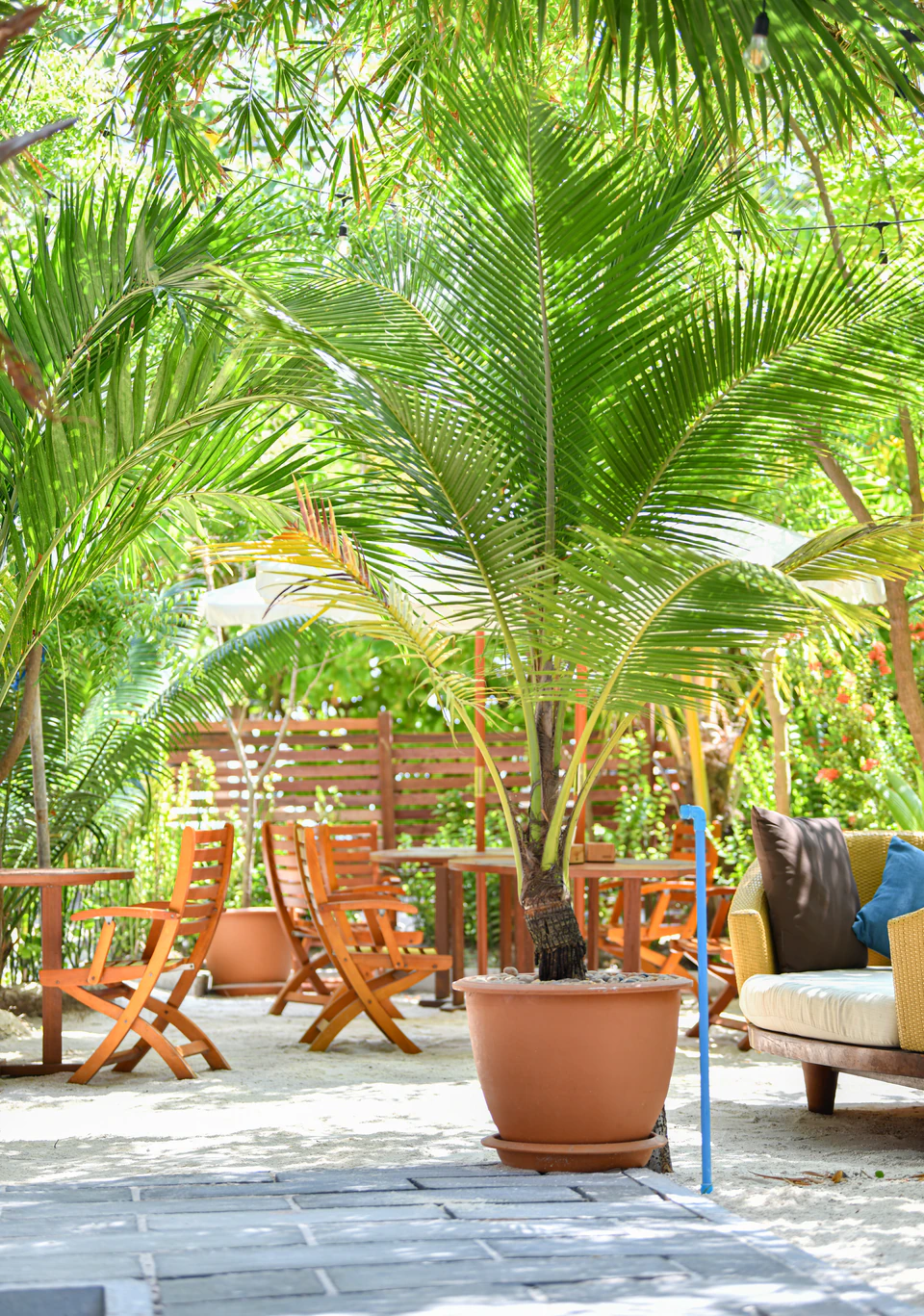 Outdoor dining tables arranged around a palm in the sandy courtyard