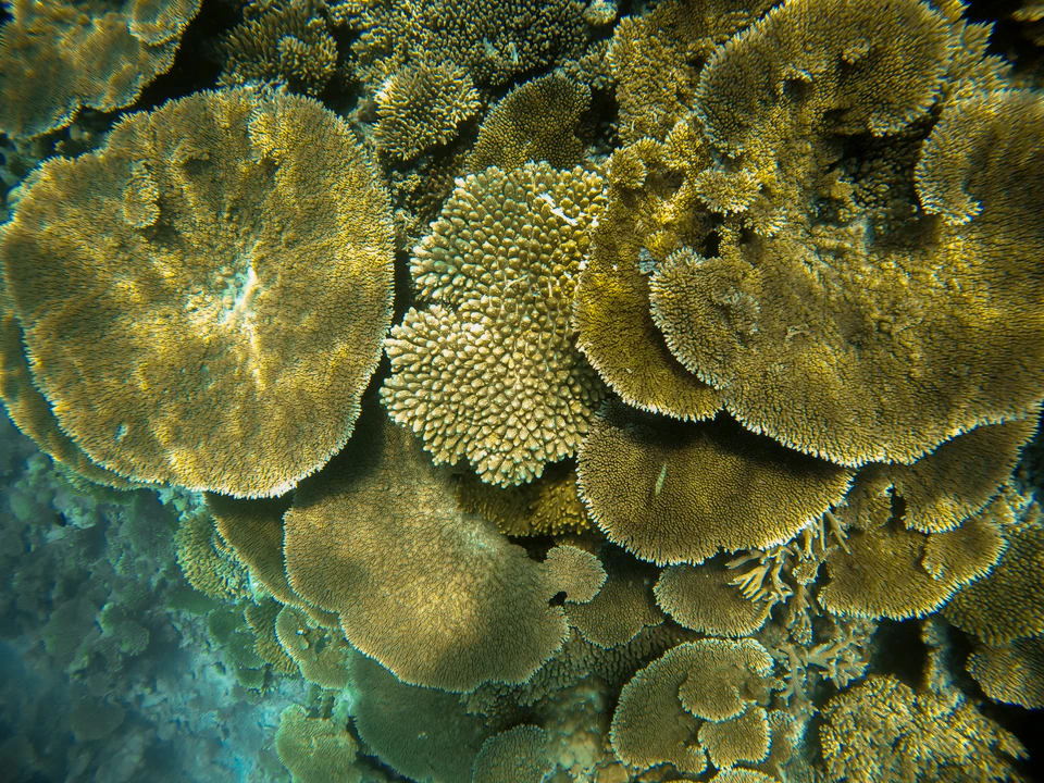 Close-up underwater view of layered table coral