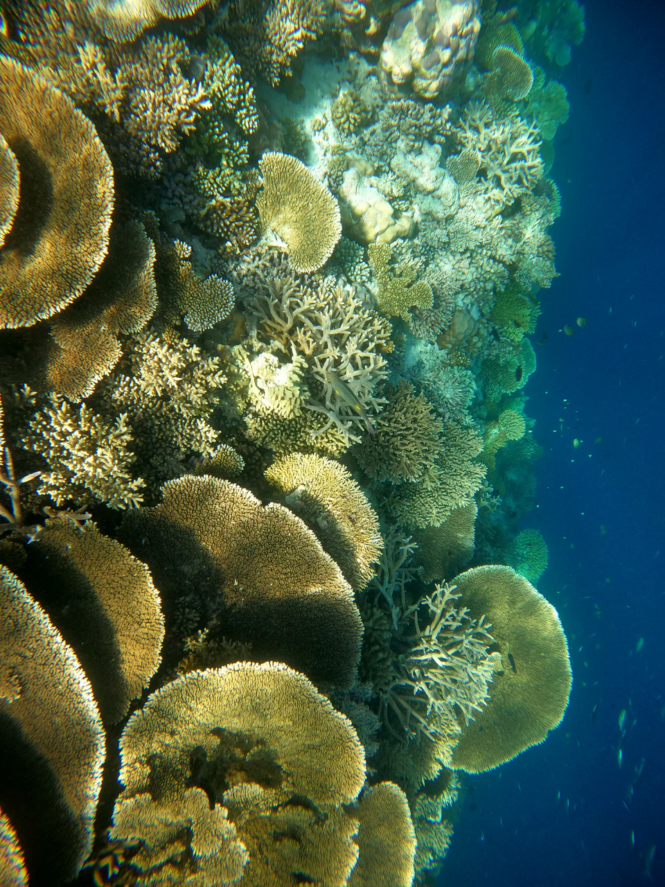 Underwater view along a dense coral reef wall