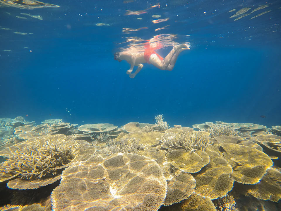 Alternate wide underwater view of a snorkeler above coral