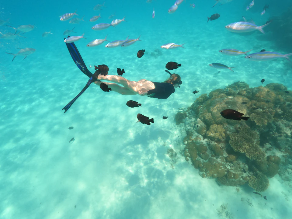 Snorkeler swimming above coral and tropical reef fish